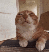 a cat with its eyes closed is laying on a carpet