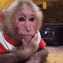 a monkey wearing a red and white shirt is sitting on the floor with its hand on its chin .