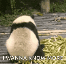 I Wanna Know GIFs | Tenor
