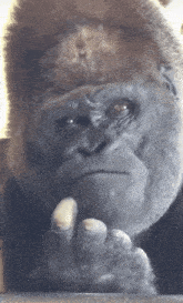 a close up of a gorilla 's face with a serious look on his face